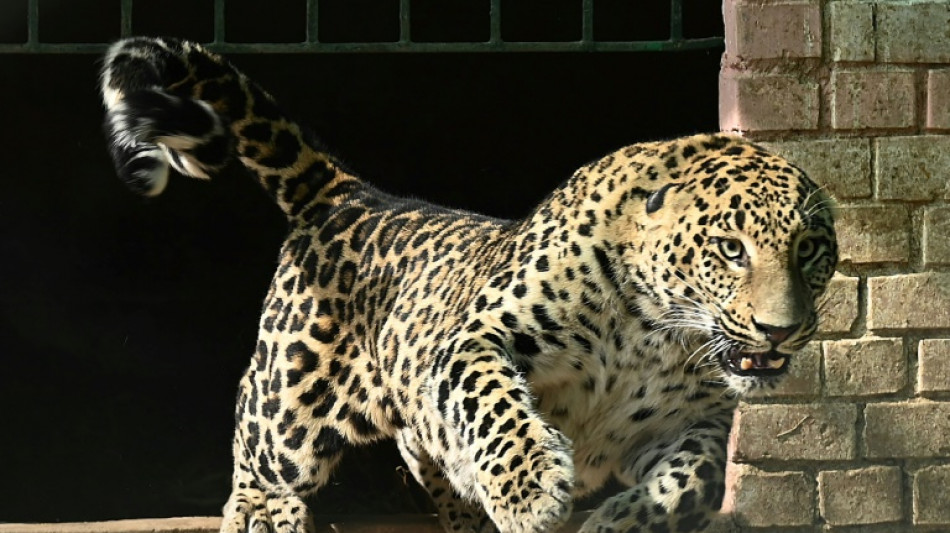 Un leopardo mascota siembra el pánico en un barrio de la capital de Pakistán