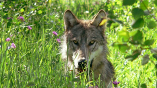 EU looks to downgrade wolf protection status