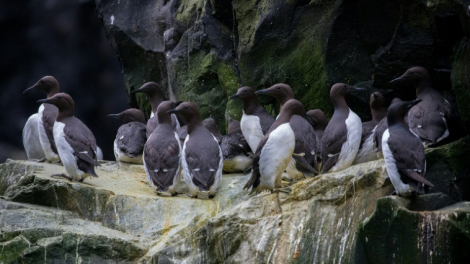 Single heat wave wiped out millions of Alaska's dominant seabird