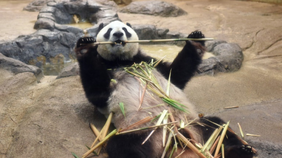 Tokios Zoo bringt alternde Pandas zur medizinischen Behandlung nach China zurück