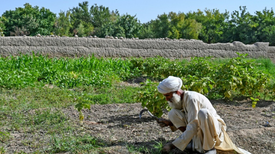 Dans le Helmand, l'opium ou la faim pour les paysans afghans