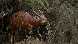 Kenya launches bid to save wild bongos from extinction