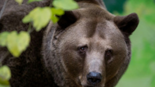 Nouvelles attaques d'ours sauvages en Slovaquie