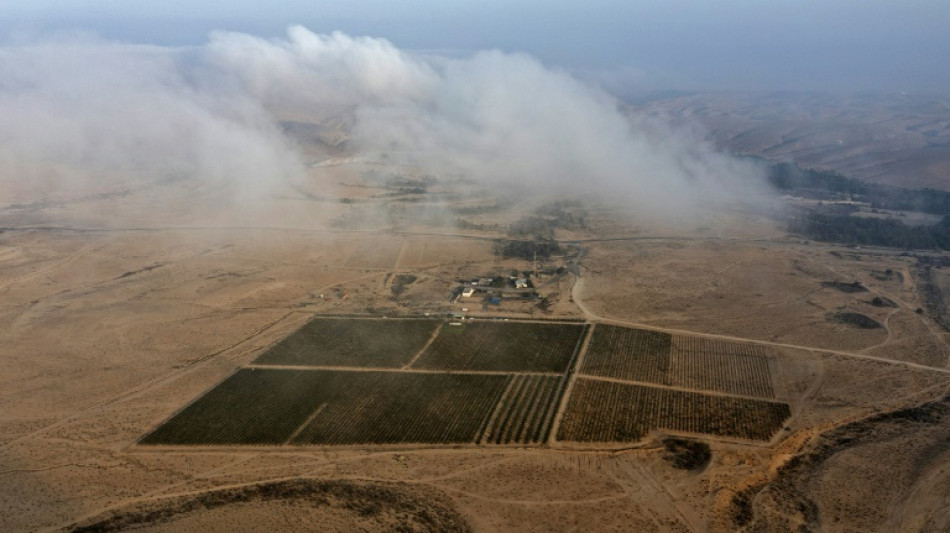 Le désert du Néguev, laboratoire des vins d'une planète en surchauffe