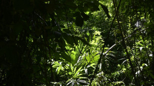 La pollution à l'ozone freine la capacité des forêts tropicales à absorber le CO2